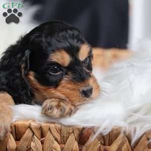 Rufus, Cavapoo Puppy